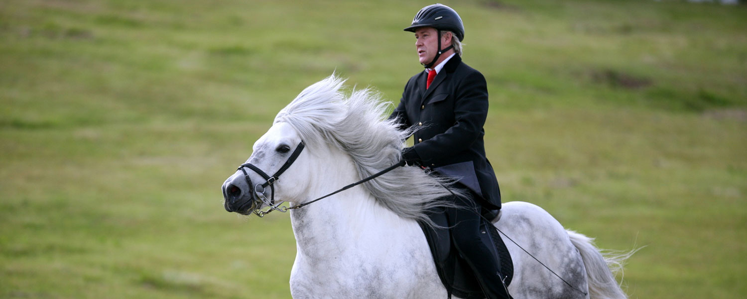 cheval islandais à l'amble avec son cavalier - Dagur Brynjólfsson, CC BY-SA 2.0 , via Wikimedia Commons