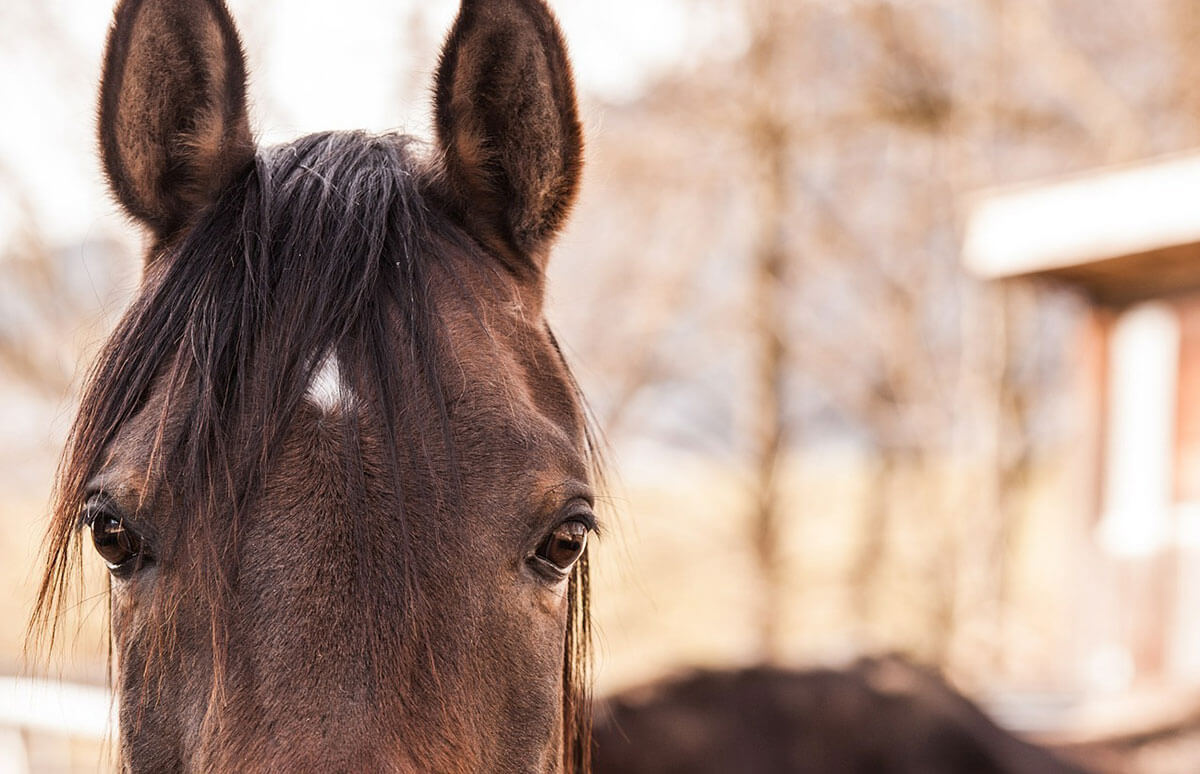 Le Galop 2