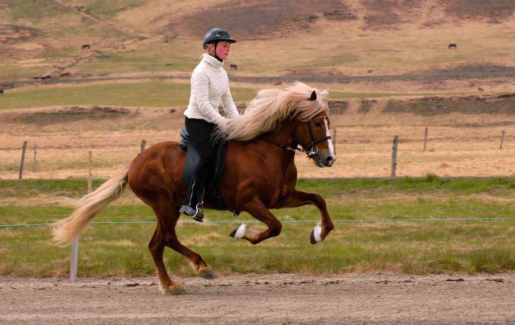 Cheval islandais qui fait du tölt avec sa cavalière - ©purcheval