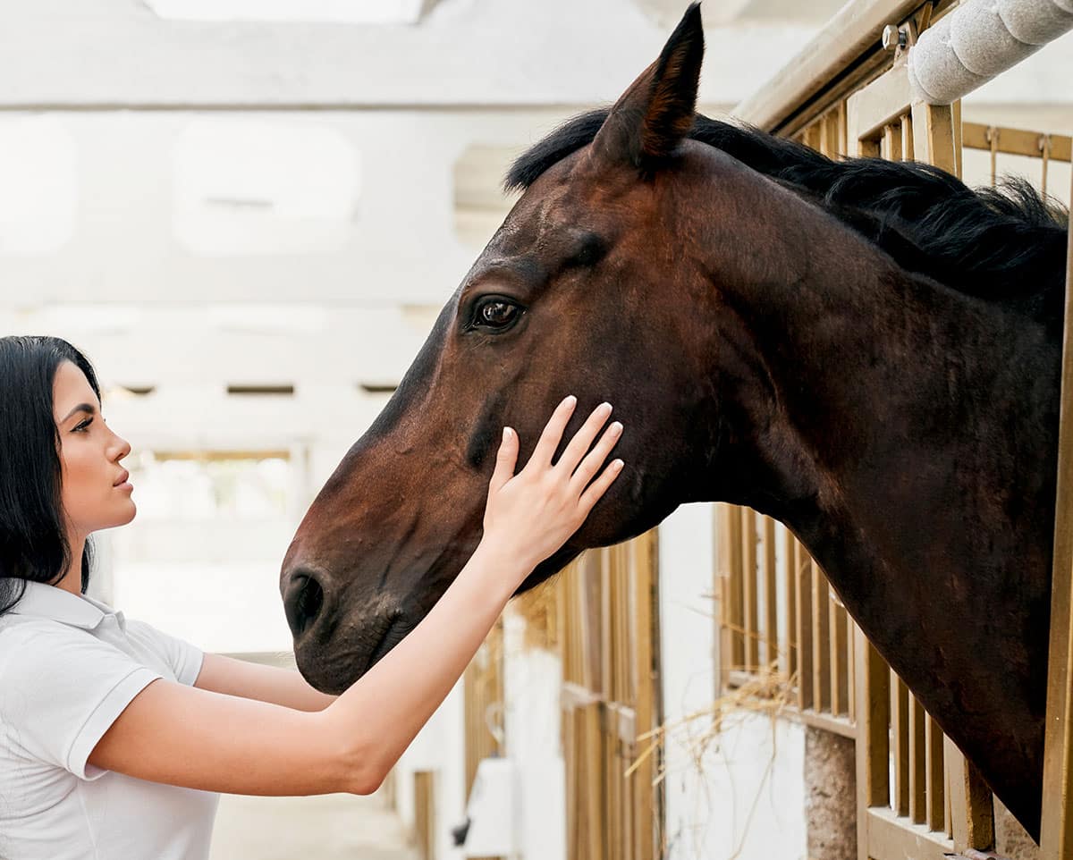 Les chevaux montrent des signes d'inconfort plus ou moins visibles. Ils ne réagissent pas tous de la même manière, il faut donc rester attentif.