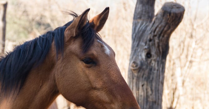 la gourme, une maladie très contagieuse qui touche de nombreux chevaux
