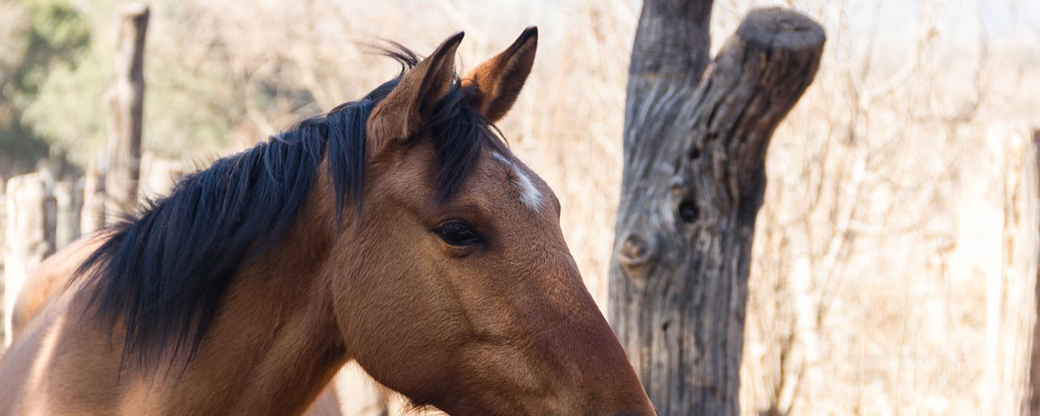 la gourme, une maladie très contagieuse qui touche de nombreux chevaux