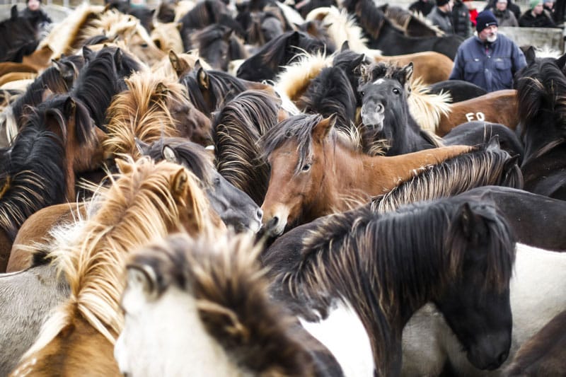 Chevaux islandais - ©purcheval